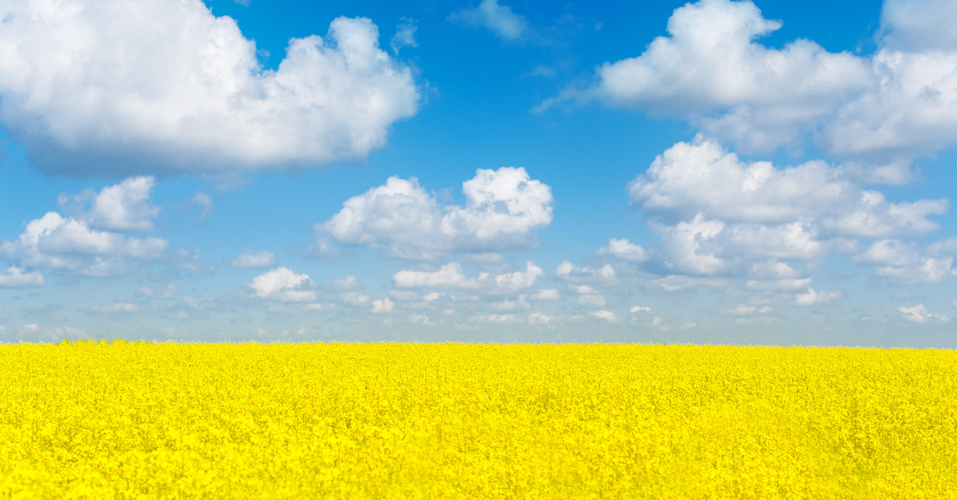 Pole rzepaku na tle błękitnego nieba ukazane jako ukraińska flaga