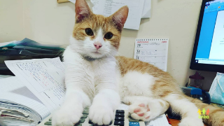 Rudy kot na biurku leży na dokumentach.
