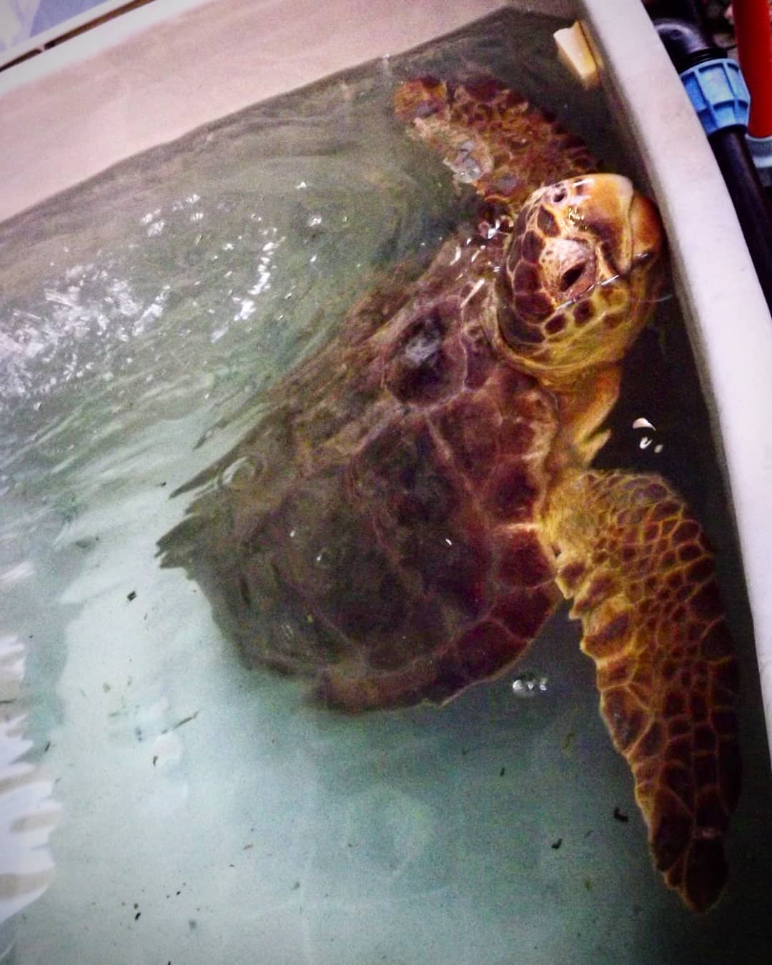 żółw w wodzie, prawdopodobnie w wannie