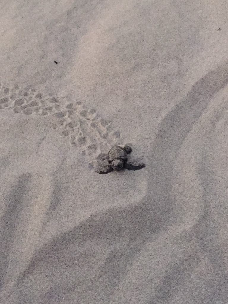żółw na plaży