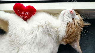 Rudy kot leży na biurku. Na brzuszku trzyma pluszowe serduszko z napisem I love you